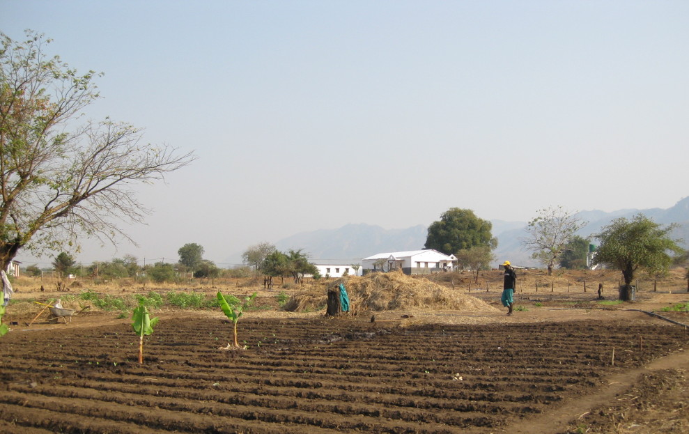 shamba small